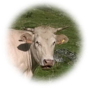 tete-vache