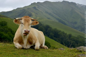 vache-d-aquitaine